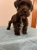 J's liver boy, a male Miniature Schnauzer for sale in Eunice, LA – 4 of 5