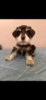 Liver parti boy – Miniature Schnauzer puppy for sale in Eunice, LA