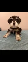 Liver parti boy, a male Miniature Schnauzer for sale in Eunice, LA – 1 of 7