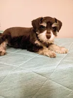 Liver parti boy, a male Miniature Schnauzer for sale in Eunice, LA – 6 of 7