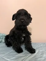 J's black male , a male Miniature Schnauzer for sale in Eunice, LA – 2 of 3