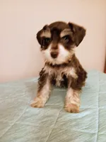 Liver parti boy, a male Miniature Schnauzer for sale in Eunice, LA – 4 of 7