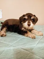Liver parti boy, a male Miniature Schnauzer for sale in Eunice, LA – 3 of 7