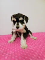 Black and white girl , a female Miniature Schnauzer for sale in Eunice, LA – 2 of 10