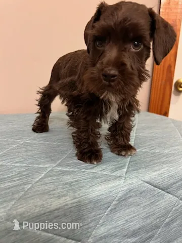 J's liver boy – Miniature Schnauzer puppy for sale in Eunice, LA