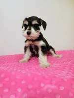 Black and white girl , a female Miniature Schnauzer for sale in Eunice, LA – 3 of 10