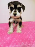 Black and white girl , a female Miniature Schnauzer for sale in Eunice, LA – 6 of 10