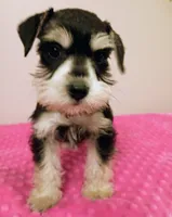 Black and white girl , a female Miniature Schnauzer for sale in Eunice, LA – 10 of 10
