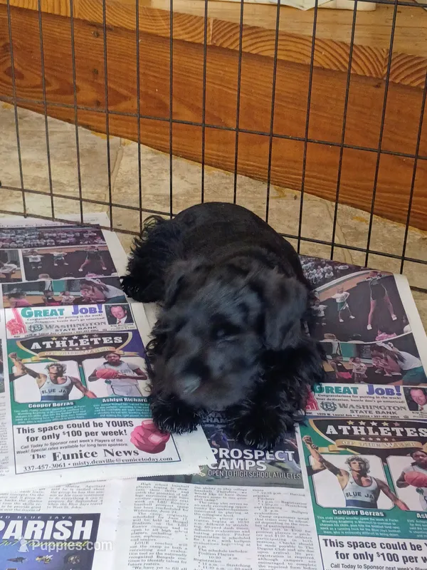 J's black male – Miniature Schnauzer puppy for sale in Eunice, LA
