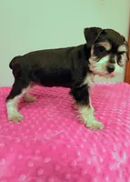 Black and white girl , a female Miniature Schnauzer for sale in Eunice, LA – 4 of 10