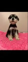 Black and white girl , a female Miniature Schnauzer for sale in Eunice, LA – 1 of 10