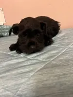 J's black male , a male Miniature Schnauzer for sale in Eunice, LA – 3 of 3