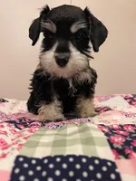 J's black and white female , a female Miniature Schnauzer for sale in Eunice, LA – 3 of 4