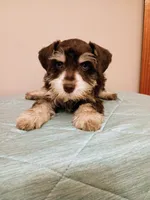Liver parti boy, a male Miniature Schnauzer for sale in Eunice, LA – 2 of 7