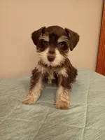 Liver parti boy, a male Miniature Schnauzer for sale in Eunice, LA – 5 of 7