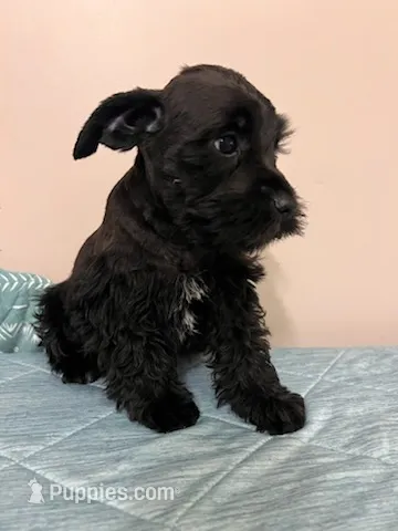 J's black male  – Miniature Schnauzer puppy for sale in Eunice, LA