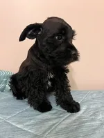J's black male , a male Miniature Schnauzer for sale in Eunice, LA – 1 of 3