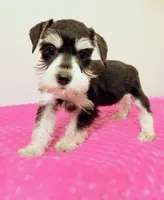 Black and white girl , a female Miniature Schnauzer for sale in Eunice, LA – 5 of 10