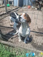 Beckett, a male English Coonhound for sale in Topeka, IL – 6 of 6