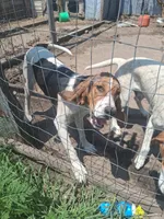 Cheyenne , a female English Coonhound for sale in Topeka, IL – 3 of 6