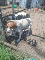 Beckett, a male English Coonhound for sale in Topeka, IL – 5 of 6