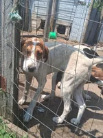 Beckett, a male English Coonhound for sale in Topeka, IL – 3 of 6
