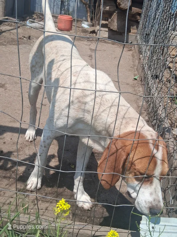 Beckett – English Coonhound puppy for sale in Topeka, IL