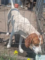 Beckett, a male English Coonhound for sale in Topeka, IL – 1 of 6