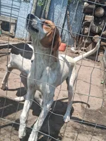 Beckett, a male English Coonhound for sale in Topeka, IL – 4 of 6