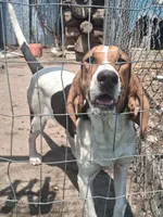 Cheyenne , a female English Coonhound for sale in Topeka, IL – 2 of 6