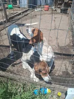 Cheyenne , a female English Coonhound for sale in Topeka, IL – 6 of 6