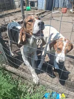 Cheyenne , a female English Coonhound for sale in Topeka, IL – 4 of 6