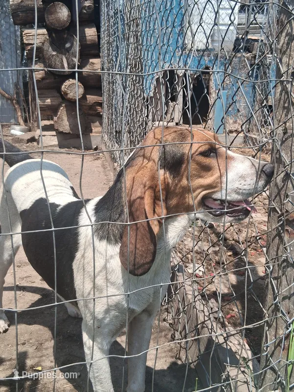 Cheyenne  – English Coonhound puppy for sale in Topeka, IL