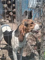 Cheyenne , a female English Coonhound for sale in Topeka, IL – 1 of 6