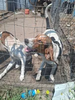 Cheyenne , a female English Coonhound for sale in Topeka, IL – 5 of 6