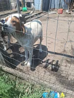 Beckett, a male English Coonhound for sale in Topeka, IL – 2 of 6