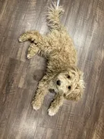 Ollie, a male Goldendoodle and Maltipoo for sale in Durham, CT – 4 of 4