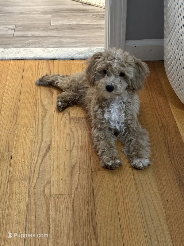 Ollie – Goldendoodle, Maltipoo puppy for sale in Durham, CT