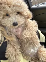 Ollie, a male Goldendoodle and Maltipoo for sale in Durham, CT – 2 of 4