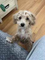 Ollie, a male Goldendoodle and Maltipoo for sale in Durham, CT – 3 of 4