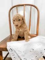 Winston, a male Miniature Goldendoodle for sale in Dixon, MO – 3 of 4