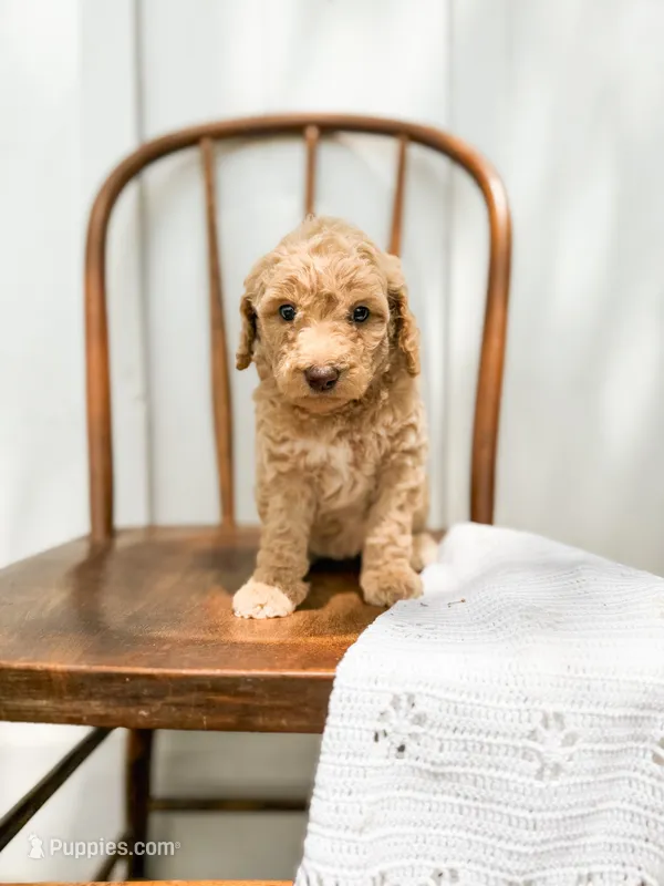 Sage – Miniature Goldendoodle puppy for sale in Dixon, MO