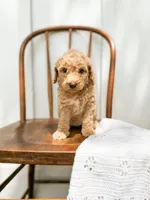 Sage, a male Miniature Goldendoodle for sale in Dixon, MO – 1 of 6