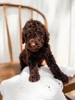Hazel, a female Miniature Goldendoodle for sale in Dixon, MO – 3 of 3