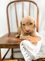 Sage, a male Miniature Goldendoodle for sale in Dixon, MO – 5 of 6