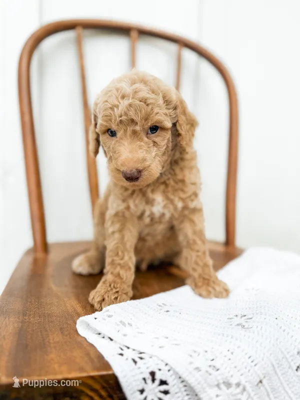 Winston – Miniature Goldendoodle puppy for sale in Dixon, MO