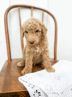Winston, a male Miniature Goldendoodle for sale in Dixon, MO – 1 of 4
