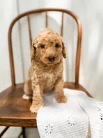 Sage, a male Miniature Goldendoodle for sale in Dixon, MO – 3 of 6