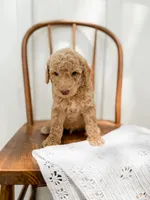 Winston, a male Miniature Goldendoodle for sale in Dixon, MO – 4 of 4