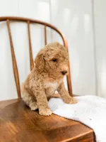 Sage, a male Miniature Goldendoodle for sale in Dixon, MO – 2 of 6